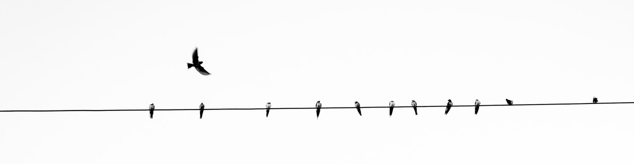 birds-body Birds on a Wire
