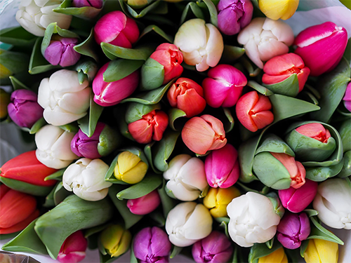 Amsterdam Tulips