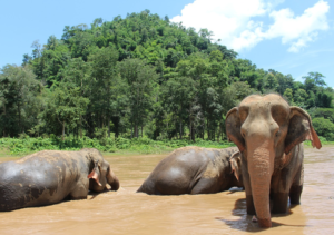 Chiang Mai, Thailand